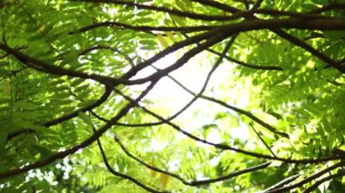 Bahçede bulanık ağaç bokeh, yazın doğal bulanık yaprak yeşili, orman bulanıklığı, çevre ekolojisi veya soyut doku arkaplanı