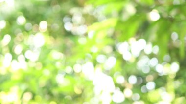 Bahçede bulanık ağaç bokeh, yazın doğal bulanık yaprak yeşili, orman bulanıklığı, çevre ekolojisi veya soyut doku arkaplanı