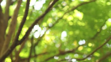 Bahçede bulanık ağaç bokeh, yazın doğal bulanık yaprak yeşili, orman bulanıklığı, çevre ekolojisi veya soyut doku arkaplanı