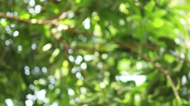 Bahçede bulanık ağaç bokeh, yazın doğal bulanık yaprak yeşili, orman bulanıklığı, çevre ekolojisi veya soyut doku arkaplanı