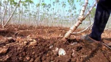 Cassava hasadı, kasava kazısı çiftçi çekimi, çiftlik manyok.