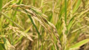 Pirinç tarlasında pirinç, yakın plantasyonda pirinç, pirinç taneleri, organik çiftlikte çeltik.