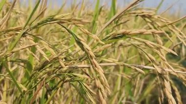 Pirinç tarlasında pirinç, yakın plantasyonda pirinç, pirinç taneleri, organik çiftlikte çeltik.