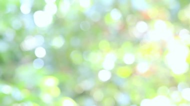 Bahçede bulanık ağaç bokeh, yazın doğal bulanık yaprak yeşili, orman bulanıklığı, çevre ekolojisi veya arka plan için soyut yeşil doku