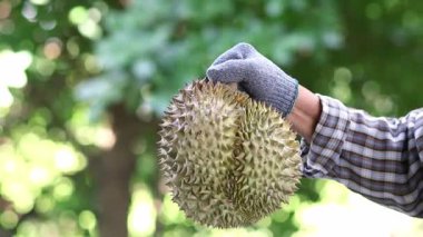 Durian, A farmer holding a fresh durian fruit with gloves in a tropical orchard, Durian farmer holding durian, Agricultural harvest concept with focus on exotic Asian fruit in natural environment