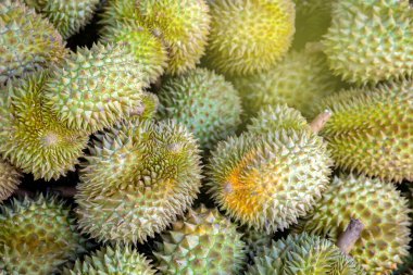Durian, büyük bir durian yığını, durian tropikal meyve pazarı konsepti, mevsimsel üretim, tarım ve Asya 'nın ihracat ürünü.