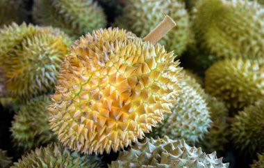 Durian, büyük bir durian yığını, durian tropikal meyve pazarı konsepti, mevsimsel üretim, tarım ve Asya 'nın ihracat ürünü.