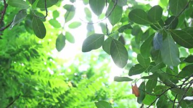Yeşil yaprakların arasından parlayan güneş ışığı, sabah erken saatlerde ya da öğleden sonra ılık ve sakin bir atmosfer yaratır. Gün ışığıyla bokeh doğa ağacı bulanıklaşır.