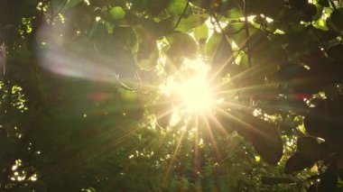 Yeşil yaprakların arasından parlayan güneş ışığı, sabah erken saatlerde ya da öğleden sonra ılık ve sakin bir atmosfer yaratır. Gün ışığıyla bokeh doğa ağacı bulanıklaşır.