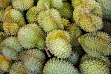 Durian, büyük bir durian yığını, durian tropikal meyve pazarı konsepti, mevsimsel üretim, tarım ve Asya 'nın ihracat ürünü.