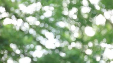 Bahçede bulanık ağaç bokeh, yazın doğal bulanık yaprak yeşili, orman bulanıklığı, çevre ekolojisi veya soyut doku arkaplanı