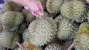 Durian yığını, bir el tropikal meyve pazarındaki durianları seçmek ve dokunmak için uzanır. Meyve toplama, tropikal tarım ve taze ürünleri elle seçme kavramı, yakın plan.