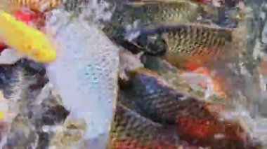 yumuşak yeşil doğal bokeh arkaplan, bulanık doğa, arka plan için yeşil bokeh ışığı, yaz arkaplanı için ideal ve parlak, taze ve organik arkaplan gerektiren yaratıcı projeler