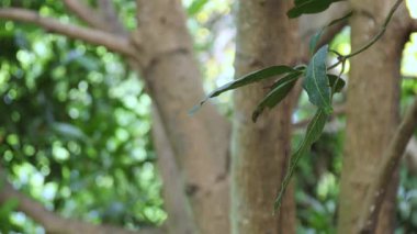 Ormandaki yaprakların ve ağaç gövdesinin yakınında sakin, mango ağacı, rahatla, taze doğal duygu, orman geçmişi için mükemmel.