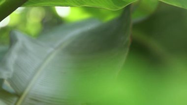 Bulanık muz yaprakları ve doğal bokeh ışığı. Taze, rahatlatıcı, doğal ve çevre dostu kavramlar için muz bahçesi arka planı kadar mükemmel.