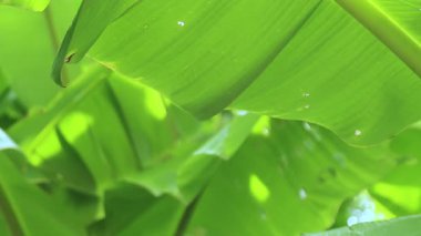 Doğal bokeh ışığına sahip muz yaprakları, muz yaprakları arka planı, taze, rahatlatıcı, doğal ve çevre dostu kavramlar için muz bahçesi arka planı kadar mükemmel.