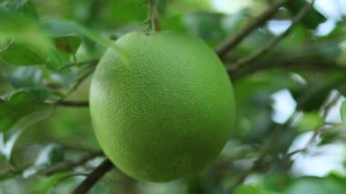 Pomelo, meyve bahçesindeki ağaçtaki meyvelerin yakın çekimi. Taze yeşil doğa, tarım, organik, sağlıklı gıdalar ve yerel üretim reklamları için mükemmel bir ortam.