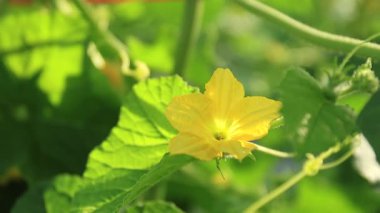 Su kabağı çiçeği sarısı yakın plan, sebze kabağı, genç bitkiler, karpuz bahçesi, balmumu çiftlik doğası, fidanlıkta organik ilik, kül kabağı çiftliği, Asyalı ev bahçesi