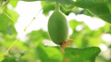 Su kabağı ya da sebze kabağı, genç bitkiler, kış kavunu bahçesi, balmumu çiftlik doğası, tarlada organik ilik, kül kabağı çiftliği, Asya tropikal bahçeleri.