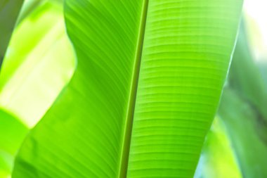 Doğal bokeh ışığına sahip muz yaprakları, muz yaprakları arka planı, taze, rahatlatıcı, doğal ve çevre dostu kavramlar için muz bahçesi arka planı kadar mükemmel.