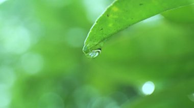 Su damlası, yeşil yaprak ucundan sarkan temiz su damlası, sabah ışığında tazeliği, susuzluğu ve doğal güzelliği simgeliyor.