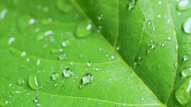 Yeşil yaprak yüzeyine serpilmiş temiz su damlacıkları, yakından bakınca tazeliği, nemi ve doğal güzelliği temsil ediyor. Eko temaları için mükemmel