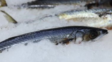 Saba balığı, markette buz tepsisinde taze saba balığı, Balık pazarında çiğ saba deniz ürünleri tazeliği ve perakende satış kalitesi sergileniyor.