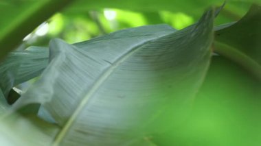 Bulanık muz yaprakları ve doğal bokeh ışığı. Taze, rahatlatıcı, doğal ve çevre dostu kavramlar için muz bahçesi arka planı kadar mükemmel.
