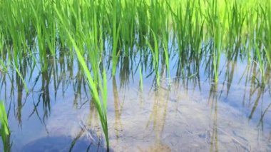 pirinç tarlalarında pirinç ekimi ve su, pirinç ekimi, pirinç tarımı, Asya endüstrisinin tarım ekimi, yakın plan