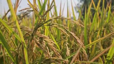 Pirinç tarlasında pirinç, yakın plantasyonda pirinç, pirinç taneleri, organik çiftlikte çeltik.
