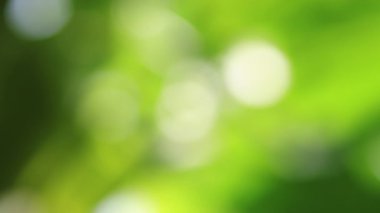 yumuşak bulanık yeşil bokeh arkaplan doğal tonda. Tasarım için mükemmel arka plan, sakinlik, ferahlık, rahatlama ve doğa konsepti. arkaplan için yeşil eğimli