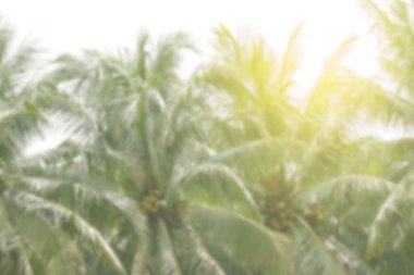 yumuşak bulanık hindistan cevizi ağacı, manzara için güneş ışığı olan palmiye yaprağı. Minimum, tropikal ve rahatlatıcı yaz atmosferi. Doğa, spa ve tatil temaları için mükemmel