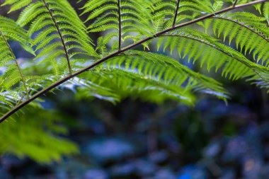 Parlak yeşil eğreltiotu yaprakları doğal orman ortamında. Yumuşak ışıkta vurgulanmış eğreltiotu yaprakları. Eğreltiotu tazeliği, yeşilliği ve ekolojik dengeyi simgeler.