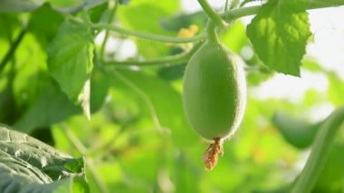 Su kabağı ya da sebze kabağı, genç bitkiler, kış kavunu bahçesi, balmumu çiftlik doğası, tarlada organik ilik, kül kabağı çiftliği, Asya tropikal bahçeleri.