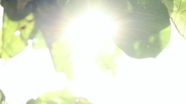 Güneş ışığı yeşil meşe yaprağının içinden parıldıyor. Huzurlu bir doğal ortamda. Sabahın erken saatlerinde ya da öğleden sonra ılık ve sakin bir atmosfer yaratıyor.