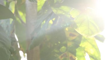 Güneş ışığı yeşil meşe yaprağının içinden parıldıyor. Huzurlu bir doğal ortamda. Sabahın erken saatlerinde ya da öğleden sonra ılık ve sakin bir atmosfer yaratıyor.