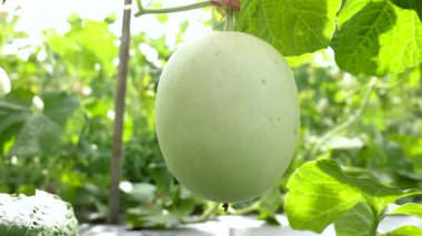 Su kabağı ya da sebze kabağı, genç bitkiler, kış kavunu bahçesi, balmumu çiftlik doğası, tarlada organik ilik, kül kabağı çiftliği, Asya tropikal bahçeleri.