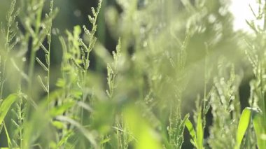 Yumuşak yeşil çimenler sabah güneşinde hafifçe sallanıyor. Huzurlu, taze ve doğal bir sahne. Sağlık, doğa ya da çevresel çekim için mükemmel. Yakın plan.