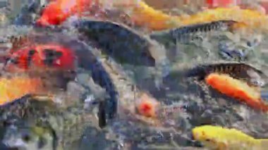 Renkli koi balığı ve tatlı su balığı gölette yemek için kalabalıklaşıyor, su kültürü, koi balığı zarif bir şekilde yüzüyor, koi balığı, sazan balığı, kapalı görüş, yaşamın sembolü, rahatlama, spa ile ilgili görseller.