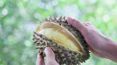 Durian, bahçede taze bir Durian meyvesi açan eller olgun durian sarısı etini, tropik meyve hasadı ve tazeliğinin yakın plan görüntüsünü, bulanık doğal bahçe arka planını ortaya çıkarıyor.