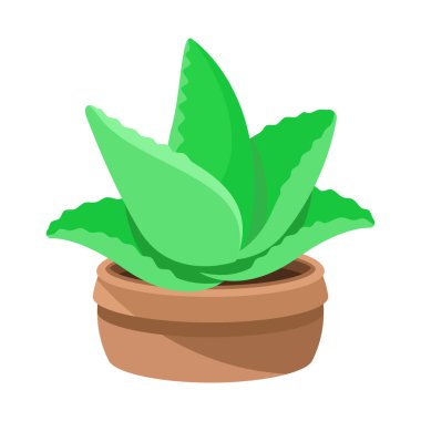 Bir tencerede aloe vera bitkisi tasviri. Aloe vera cilt bakımında ve sağlık ürünlerinde yaygın olarak kullanılır. Aloe vera temalı organik ve dekoratif tasarımlar için ideal