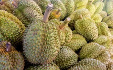 Durian, büyük bir durian yığını, durian tropikal meyve pazarı konsepti, mevsimsel üretim, tarım ve Asya 'nın ihracat ürünü.