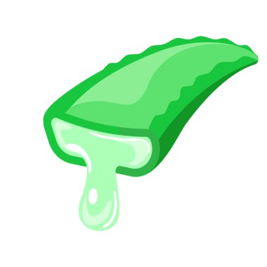 Taze yeşil yapraklı Aloe Vera bitkisi. Görüntü Aloe Vera cilt bakımında, sağlıkta ve güzellik ürünlerinde kullanılır. Aloe vera temalı organik tasarımlar için mükemmel.