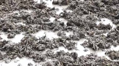 Pirinç tarlasında çamurlu toprak sulandıktan sonra çeltik tarlasında çamur, arka planda toprak dokusu, tarım kavramı ve doğal yaşam için ideal.