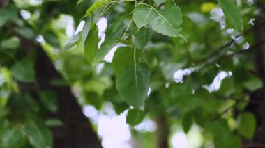 Green Bodhi tree leaves swaying on the branch with natural sunlight, sacred tree in Buddhism, peaceful and spiritual nature background