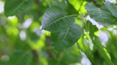 Green Bodhi tree leaves swaying on the branch with natural sunlight, sacred tree in Buddhism, peaceful and spiritual nature background
