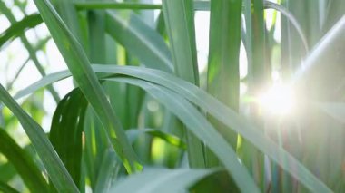Şeker endüstrisi için şeker kamışı tarlası, güneş ışığı altında yeşil yapraklı şeker kamışı tarlası, yakın plan, tarım ve yenilenebilir enerji için şeker kamışı ekini