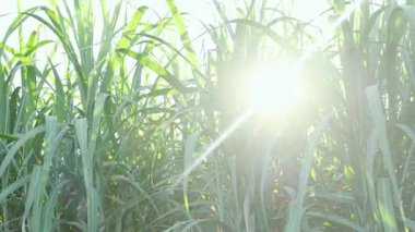 Şeker endüstrisi için şeker kamışı tarlası, güneş ışığı altında yeşil yapraklı şeker kamışı tarlası, yakın plan, tarım ve yenilenebilir enerji için şeker kamışı ekini