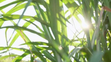 Şeker endüstrisi için şeker kamışı tarlası, güneş ışığı altında yeşil yapraklı şeker kamışı tarlası, yakın plan, tarım ve yenilenebilir enerji için şeker kamışı ekini