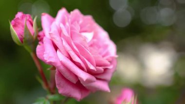 Bahçede açan güzel pembe gül, Roma Pembe Gülü, aşkı, güzelliği ve romantizmi simgeliyor. Çiçek, doğa ve dekorasyon için mükemmel.